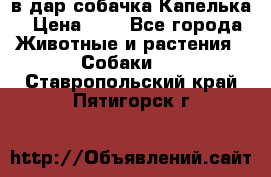 в дар собачка Капелька › Цена ­ 1 - Все города Животные и растения » Собаки   . Ставропольский край,Пятигорск г.